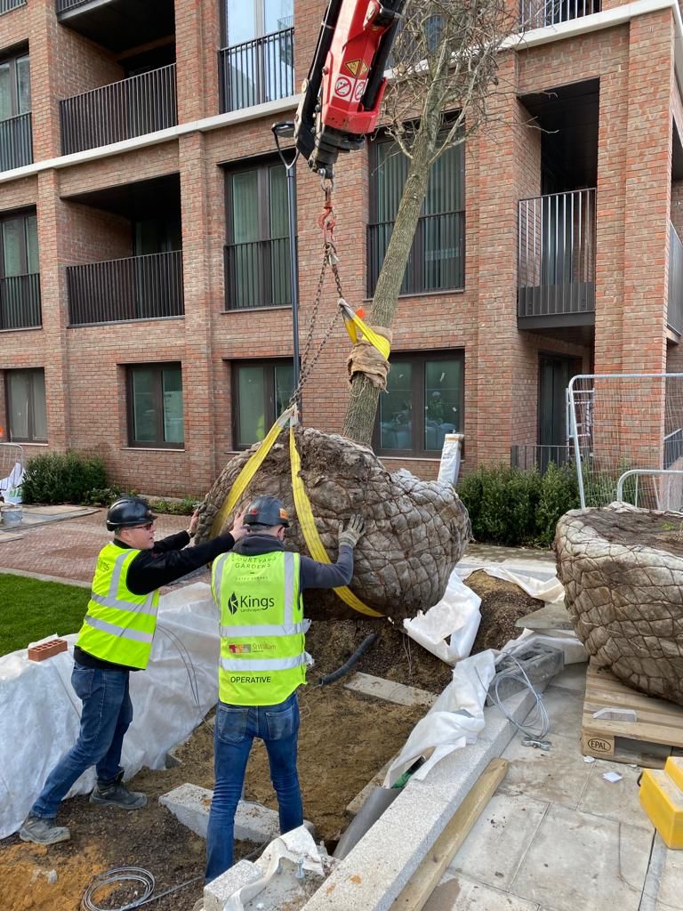 Kings Landscapes tweet media