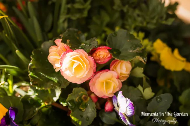 MomentsintheG's tweet image. Love this mini begonia which works well in the Spring container.  #begonia #springcontainer #containergardening #floralphotography #momentsinthegardenphotography