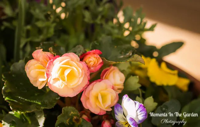 MomentsintheG's tweet image. Love this mini begonia which works well in the Spring container.  #begonia #springcontainer #containergardening #floralphotography #momentsinthegardenphotography