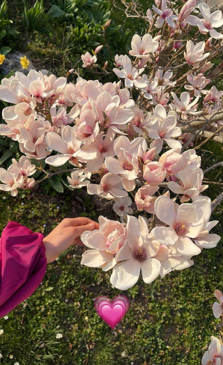Noussaiba29's tweet photo. #fleurs #lifestyle #flwer https://t.co/9lgoLDoldB