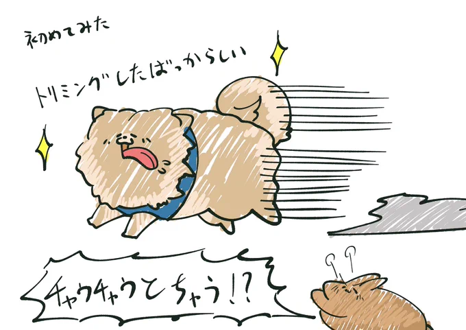 ドッグラン行ったらチャウチャウがおりました( ˊ̱˂˃ˋ̱ ) 