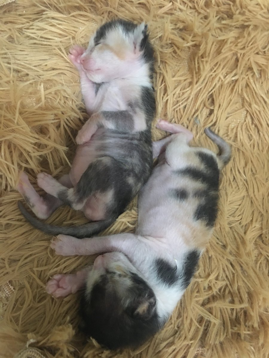 FOURPAWSUSA's tweet photo. Pippa & Tulip were just a day old when they were found all alone, with no mother in sight. Thanks to our #FightForCats partners Paws for Compassion, the #kittens were rushed to safety. Today, Pippa & Tulip are strong, happy girls, and they were #adopted together!
#CatsOfTwitter https://t.co/bxaDQDR56d