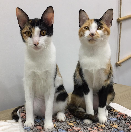 FOURPAWSUSA's tweet photo. Pippa & Tulip were just a day old when they were found all alone, with no mother in sight. Thanks to our #FightForCats partners Paws for Compassion, the #kittens were rushed to safety. Today, Pippa & Tulip are strong, happy girls, and they were #adopted together!
#CatsOfTwitter https://t.co/bxaDQDR56d