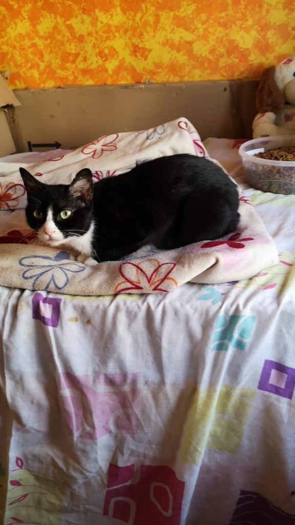 Animalufos tweet media