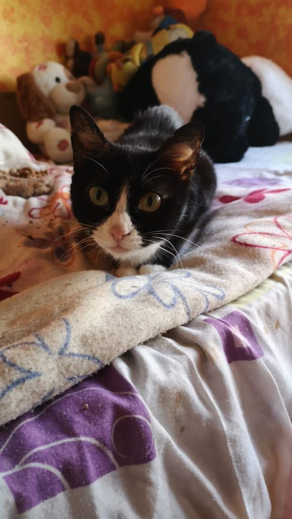 Animalufos tweet media