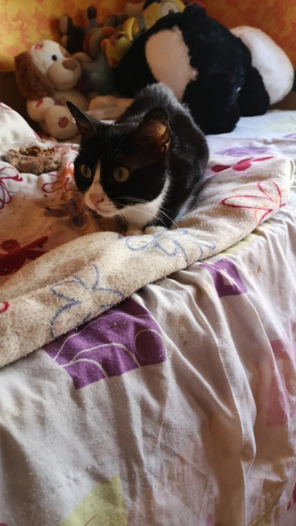 Animalufos tweet media