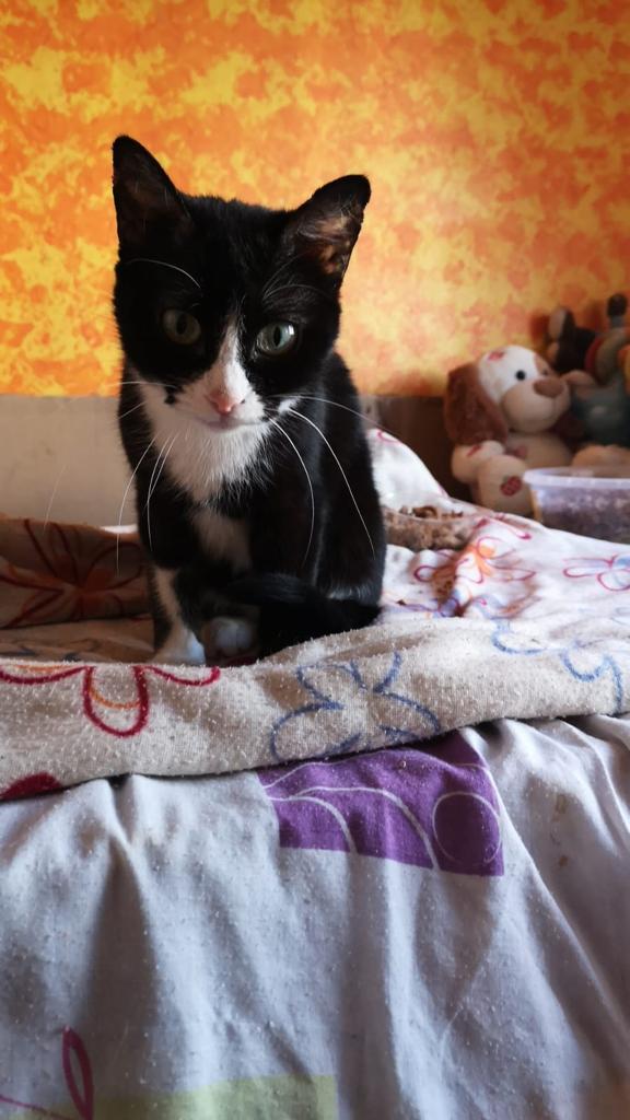 Animalufos tweet media