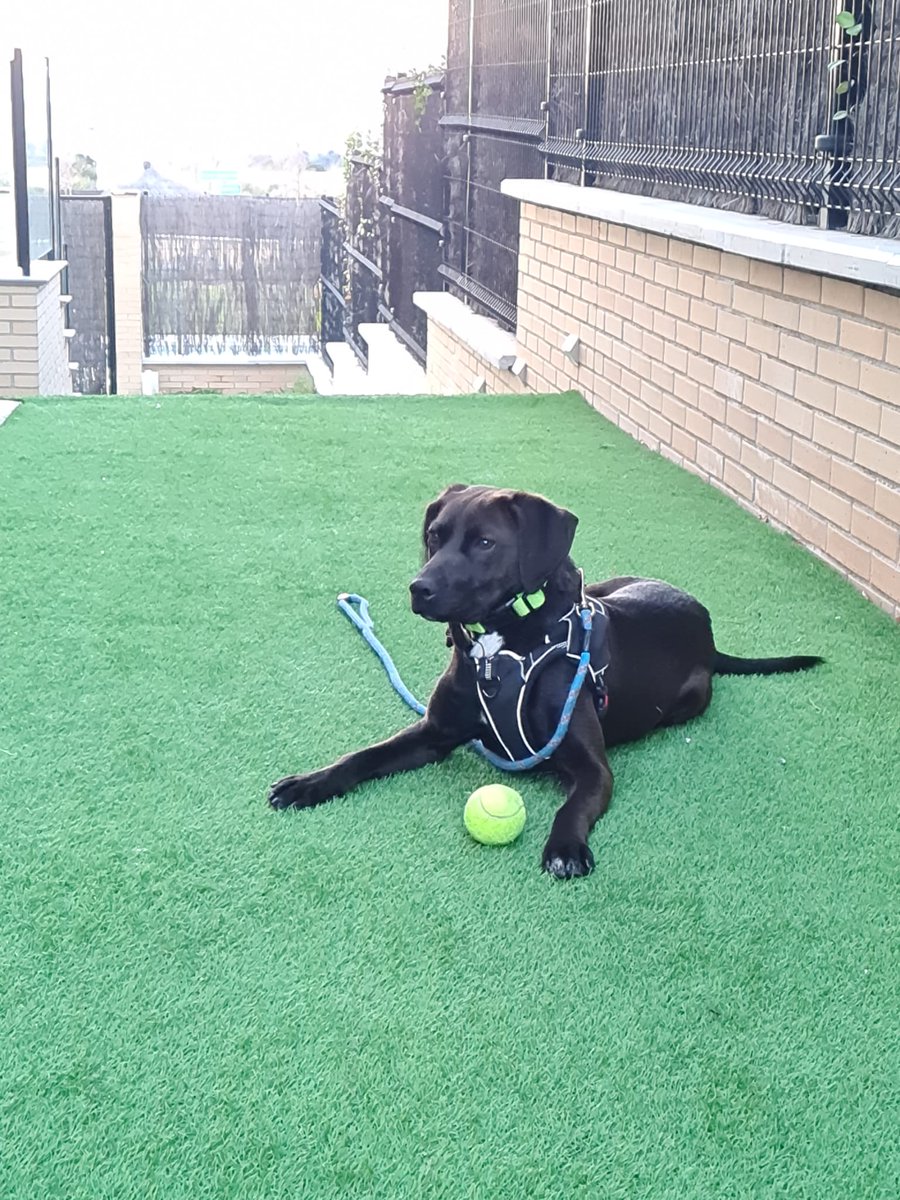 Animalufos tweet media