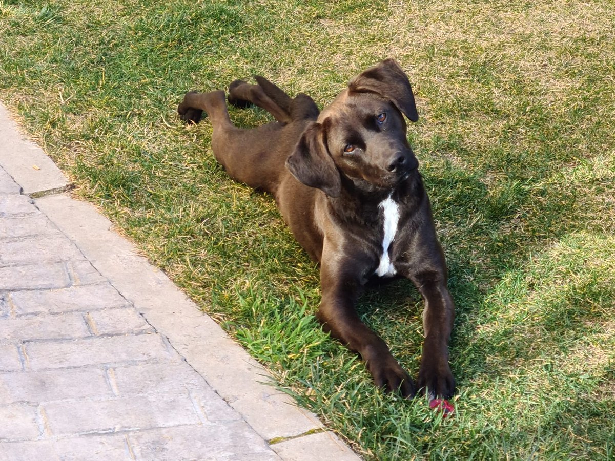 Animalufos tweet media