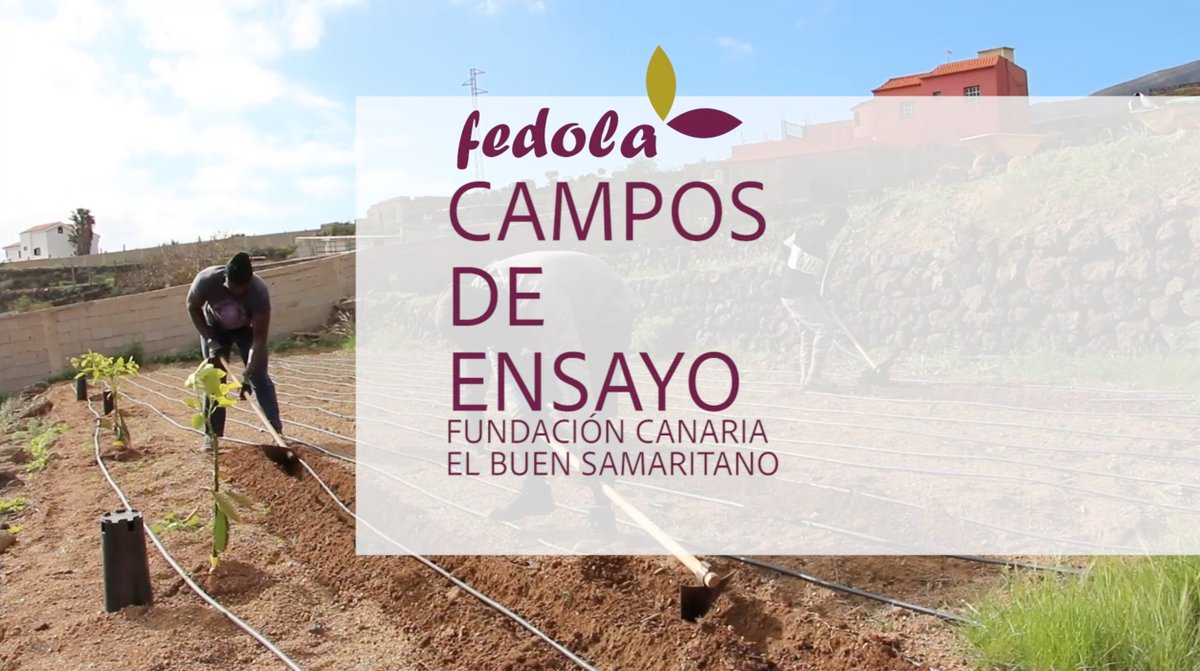 3º parada #CamposdeensayoFedola202: #FundaciónCanariaElBuenSamaritano

#Fedola se une a la labor social de 'El Buen Samaritano' con la donación de #semilladepapa, para la formación en capacitación agraria de jóvenes inmigrantes en situación irregular.

▶️ youtu.be/o028YrQjzNY