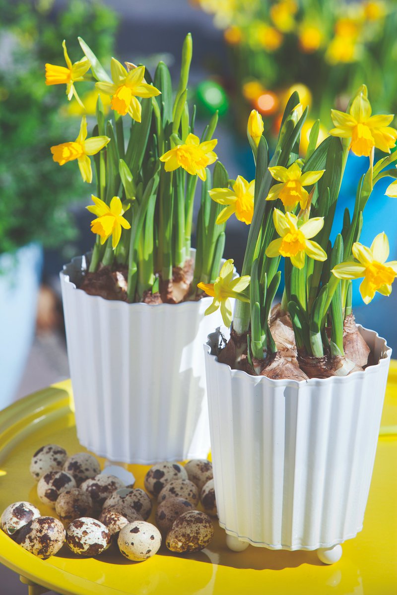 Jo 40 vuotta ruukkunarsissia! 🎉 Tetenarsissia viljeltiin Suomessa ensimmäisen kerran keväällä 1982. Nykyään sitä viljellään 4-5 miljoonaa ruukkua vuodessa. Suositun siitä tekevät hyvä pakkasenkesto ja keväinen väri. #tetenarsissi #narsissi #kauniistikotimainen