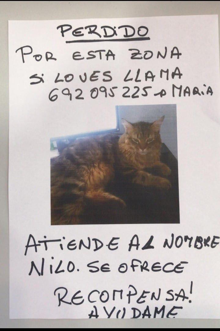 Animalufos tweet media