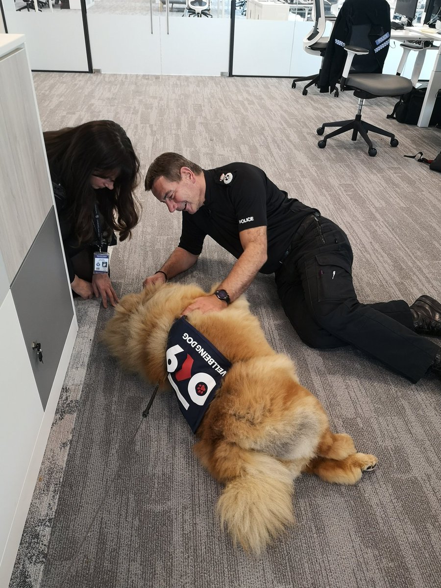 NPWellbeingDogs's tweet photo. Some of the @NPWellbeingDogs had a few minutes with @NorthantsChief and his delightful right hand girl @colleenrattigan yesterday. Clearly is was quite the success! #Oscarkilo9 #dogsoftwitter #MentalHealthMatters #OK9 #itsokaynottobeokay #PWDBuster #PWDHoney #PWDTheodorw https://t.co/jn6E8Ris3B