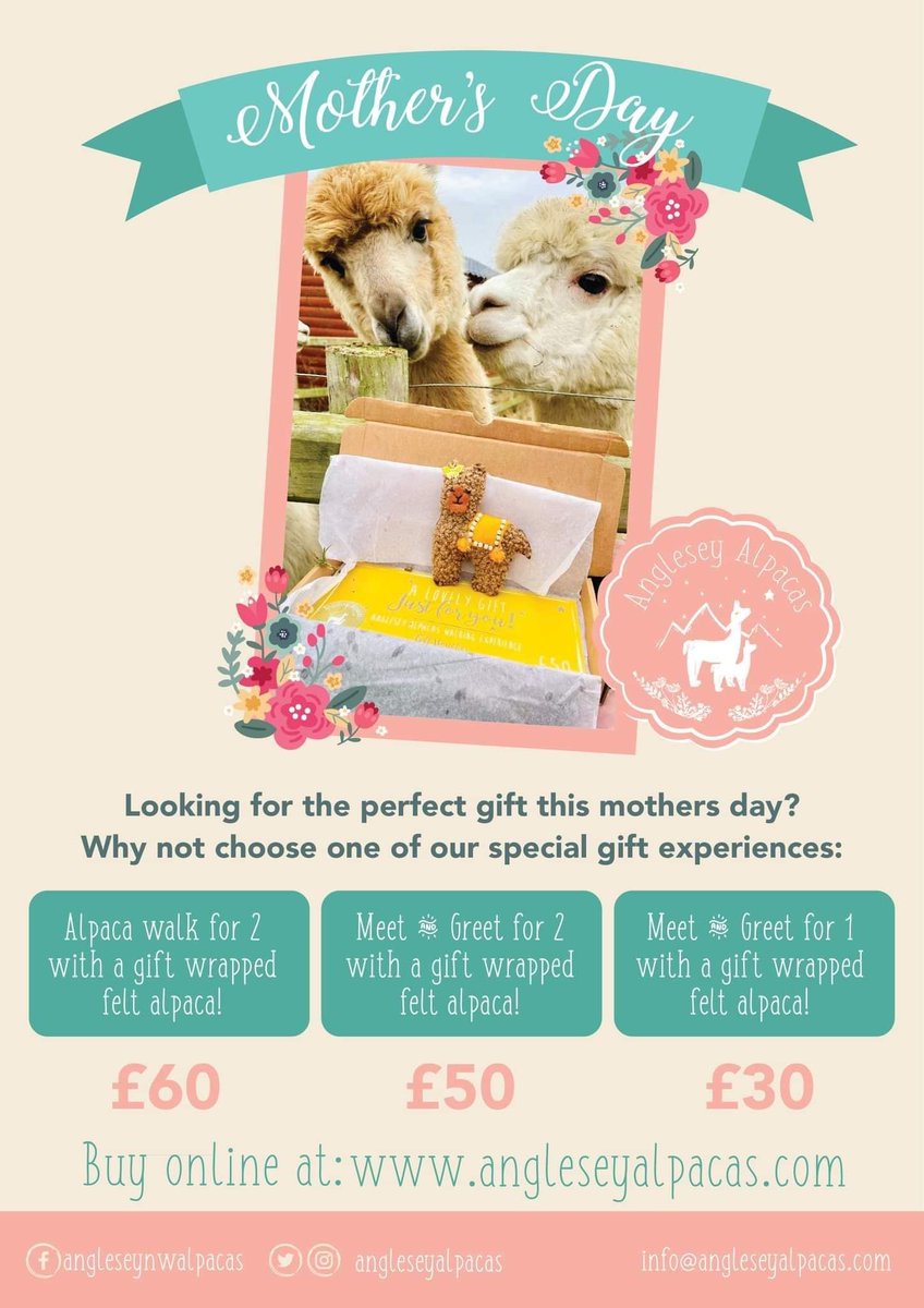Anglesey Alpacas tweet media