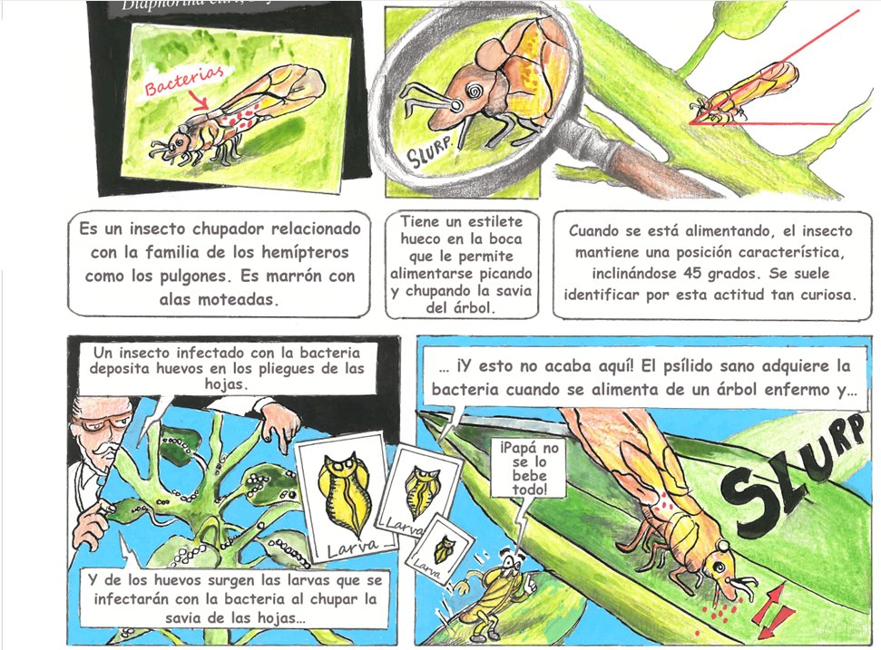 bug_beastie's tweet photo. Have a look at this interesting comic book about Huanglongbing, the Citrus Disease by @tropicsafeEU.
A nice way to communicate with the public!
It is available in 🇬🇧🇫🇷🇪🇸🇮🇹
https://t.co/zPmXU1uM98
#HLB #planthealth #communication #scicomm #comics https://t.co/sHKLLisOUp