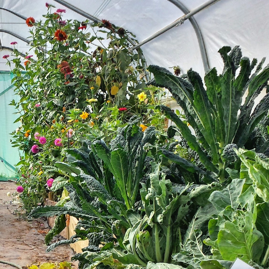 Do you love growing things? We are looking for horticulture volunteers to expand our Cart Shed horticulture team.
Volunteering with us gives you the chance to learn new skills and meet great people
To apply please go to thecartshed.co.uk/volunteer and fill in our application form.