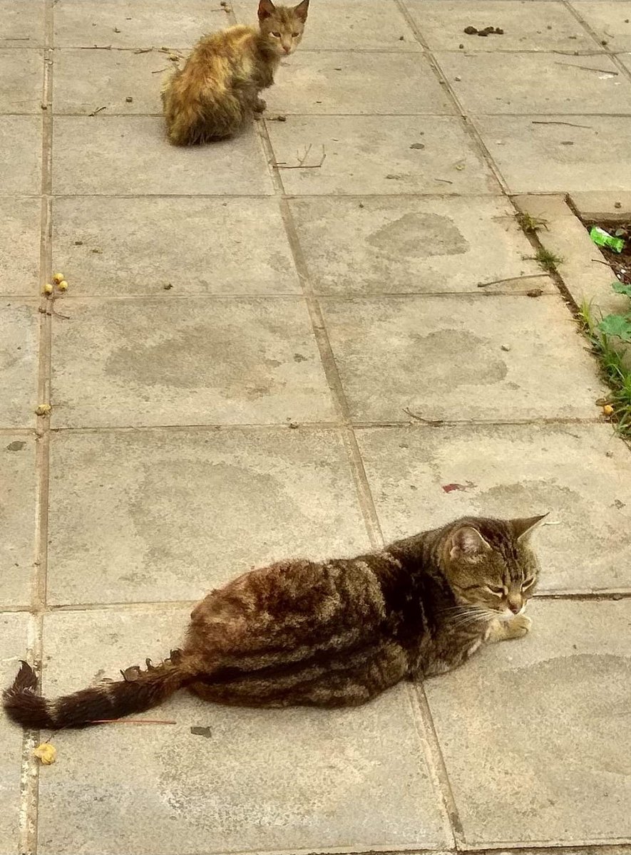 Animalufos tweet media