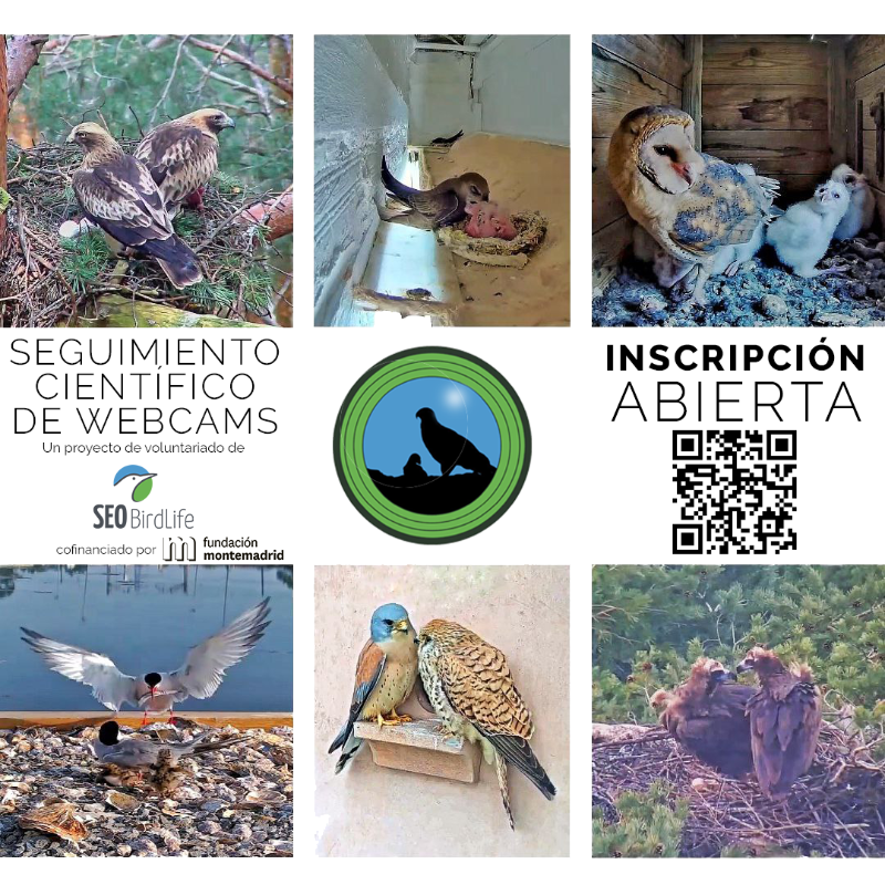 SEO_BirdLife's tweet photo. ¿Quieres ayudar a recabar datos e información sobre especies de #aves a través de cámaras en directo? 🐣 Apúntate al seguimiento científico de #webcamSEO ⬇