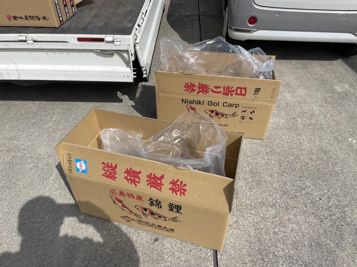 大日養鯉場と阪井養魚場の仕入れ鯉をセンターまで受け取りに行ってきました！