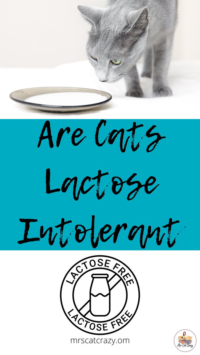 mrscatcrazy's tweet image. Are cats lactose intolerant?  Most of them are! #catblogs #catbloggers #lactoseintolerant #cats #FridayVibes  mrscatcrazy.com/cat-nutrition/…