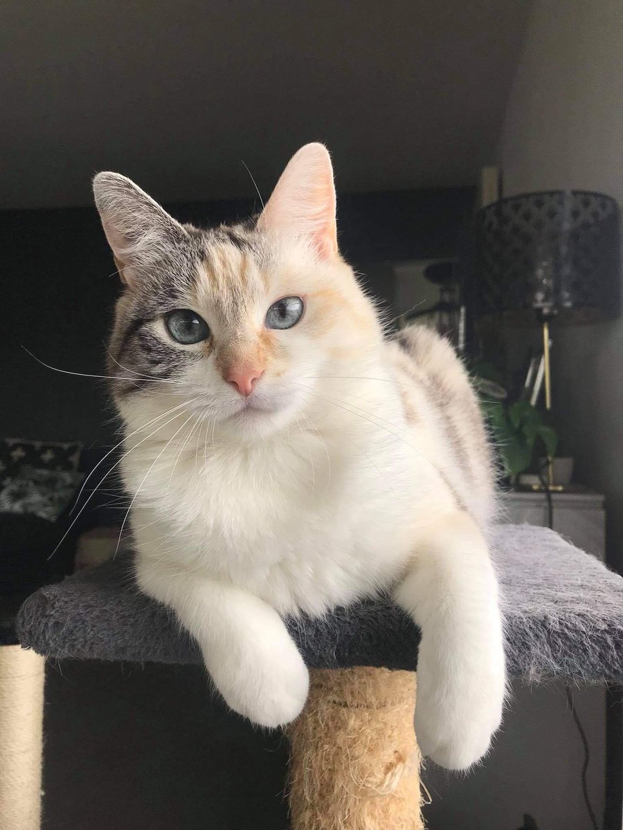 princess Lou tweet media