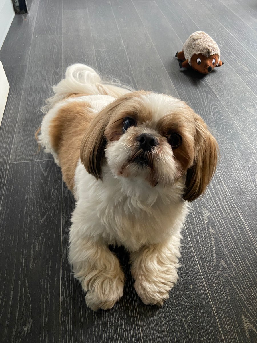 jennyfaulkner_'s tweet photo. #PLTpet the cutest little face for your campaign, Ralph 🥰 https://t.co/BuhgUDgo5I