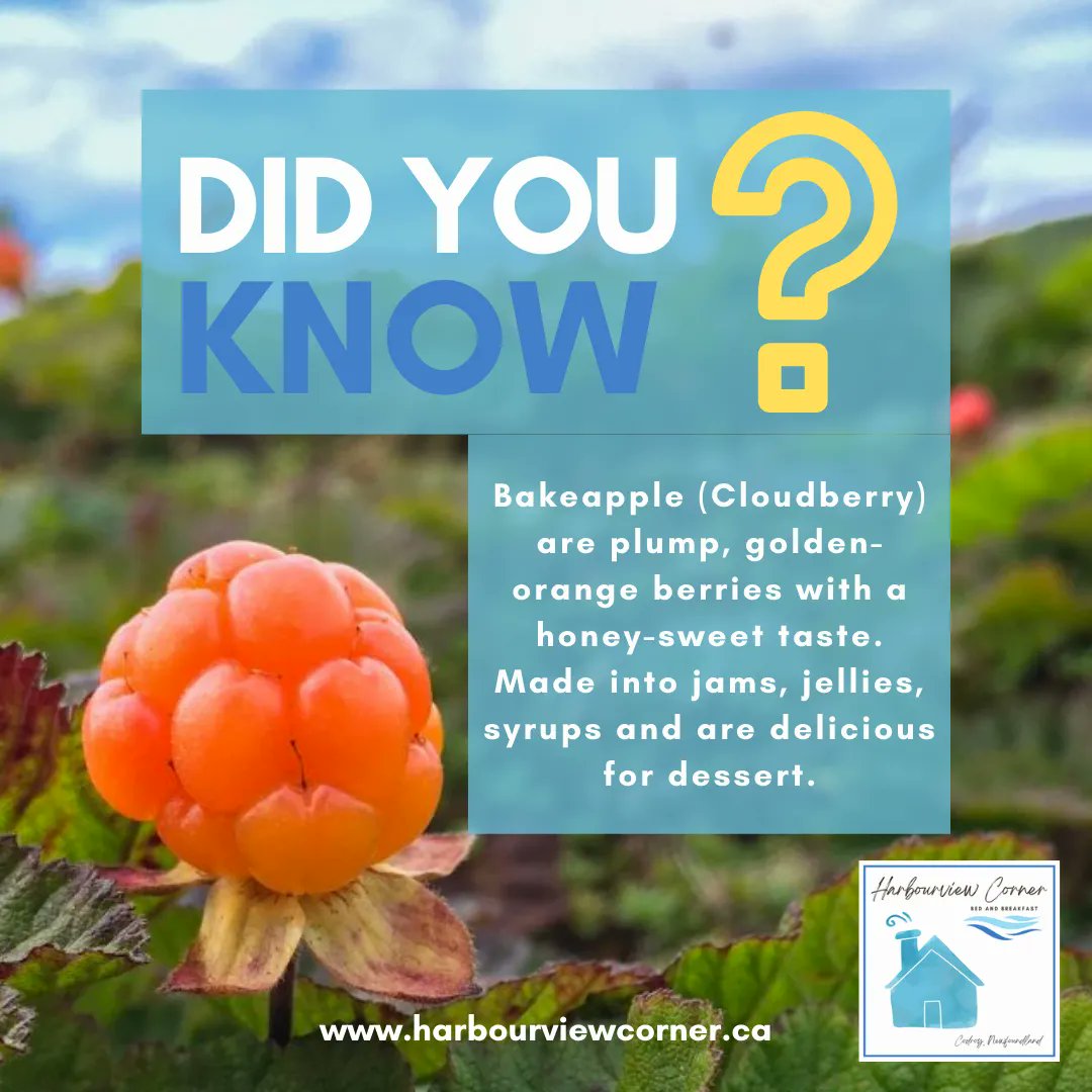 Harbourview_NL's tweet photo. The story is... a French explorer arrived to a patch of odd-looking berries & asked what they were. The English took the French for “berry” (baie) & “to call” (qu'appelle), bastardized it, & the bakeapple was born.
#FoodieFriday #HarbourviewCornerBnB #Codroy #ExploreNL https://t.co/obk0Nk6TeL