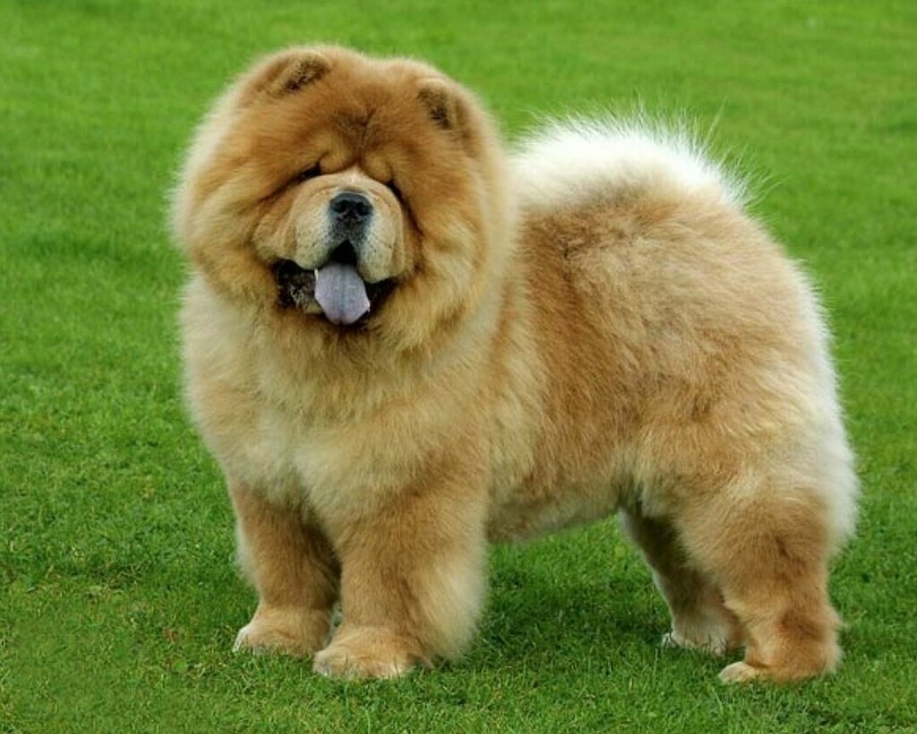 DogNeedsBest's tweet photo. Happy Monday! How about some zoomies to fill your Monday with joy!?
#dogs #dogsofinstagram #doglover #chowchow #cutedogs #instadog #instapet #DogNeedsBest https://t.co/ULKt9gVUmt