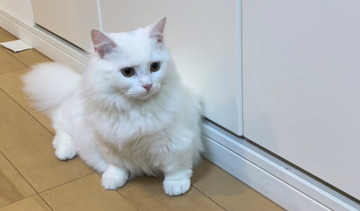 meow_circle's tweet photo. ⁉️⁉️⁉️
Did you find anything?
#CatsOfTwitter #cat #kitten https://t.co/KzJUscfOFw