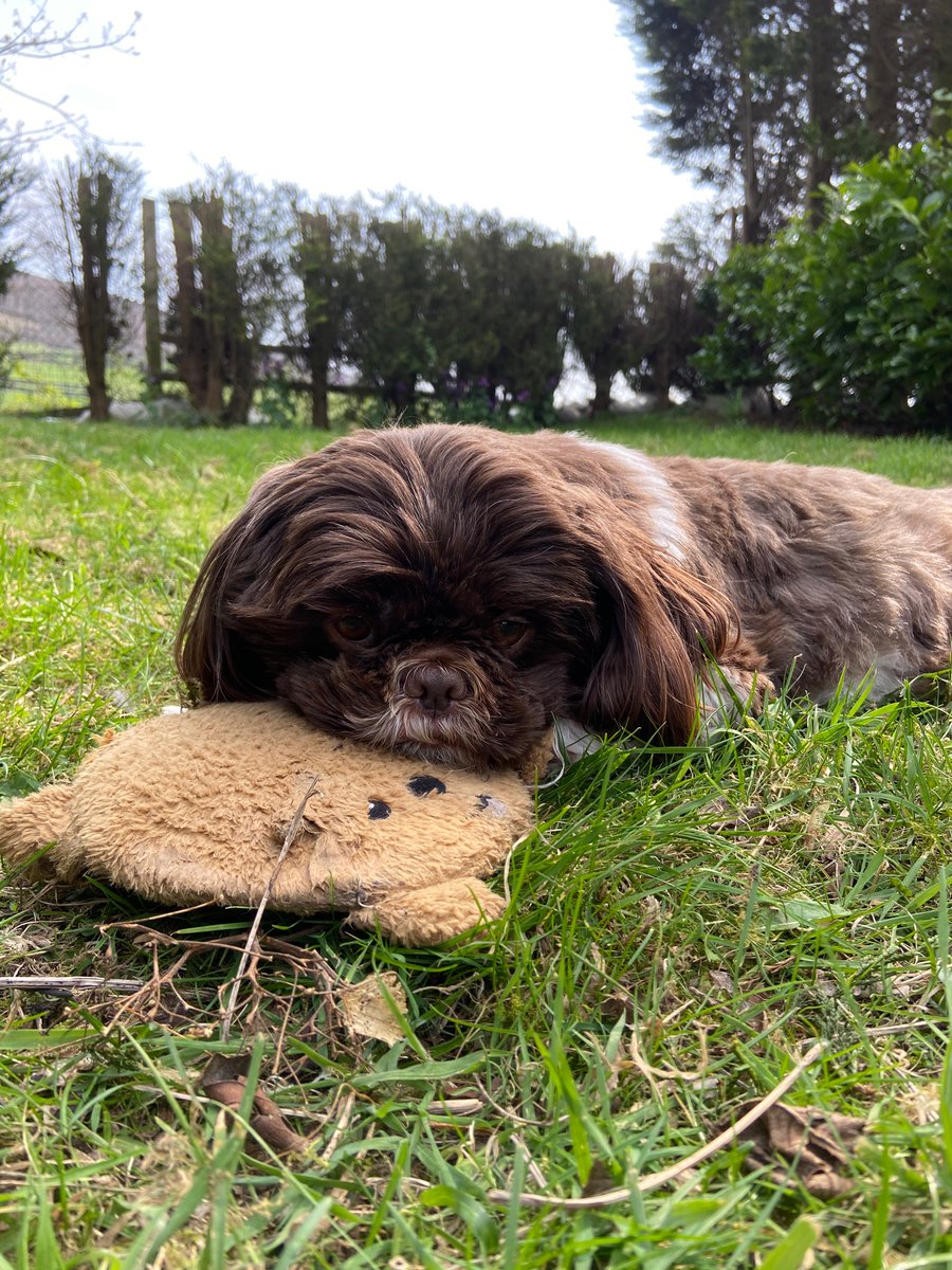 jennyfaulkner_'s tweet photo. #PLTpet our gorgeous little Reggie would be the cutest little boy for your new campaign! 🥰 https://t.co/239OwnCFGZ