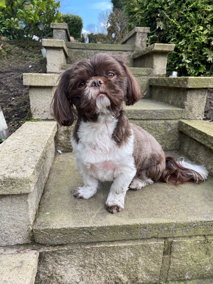 jennyfaulkner_'s tweet photo. #PLTpet our gorgeous little Reggie would be the cutest little boy for your new campaign! 🥰 https://t.co/239OwnCFGZ