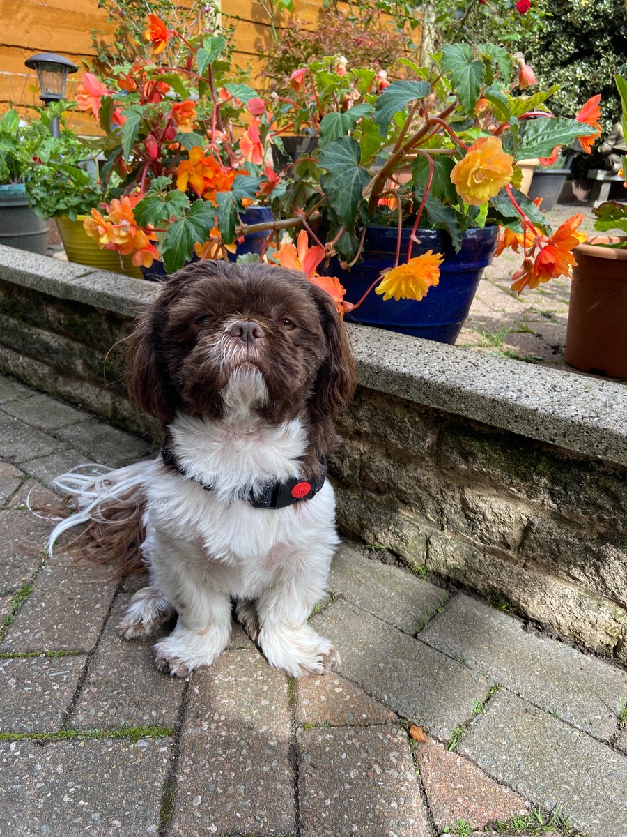 jennyfaulkner_'s tweet photo. #PLTpet our gorgeous little Reggie would be the cutest little boy for your new campaign! 🥰 https://t.co/239OwnCFGZ