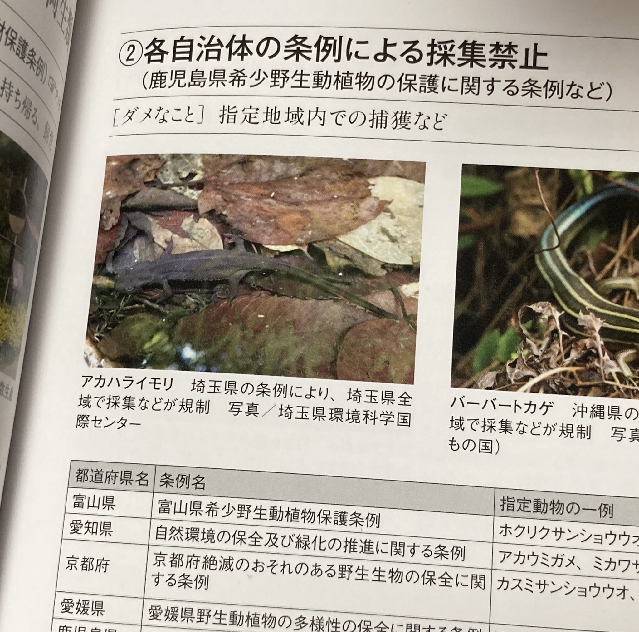 山と溪谷社いきもの部 法律はなかなか複雑で 作っている側としても色々と勉強になった1冊でした 作ってて1番驚いたのは アカハライモリは埼玉県の条例によって 同県内では勝手に採集してはいけない こと アカハライモリはよく見る種だと思っていた