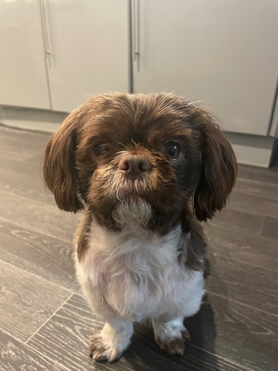 jennyfaulkner_'s tweet photo. #PLTpet our gorgeous little Reggie would be the cutest little boy for your new campaign! 🥰 https://t.co/239OwnCFGZ