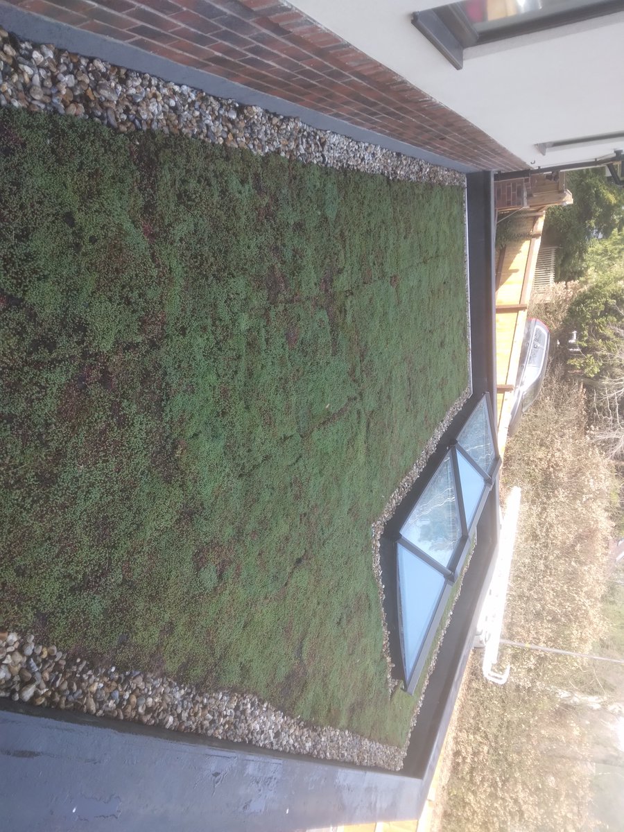 mancgreenroofs's tweet photo. #greenroof  #Cheadle https://t.co/4WBurbTSrk