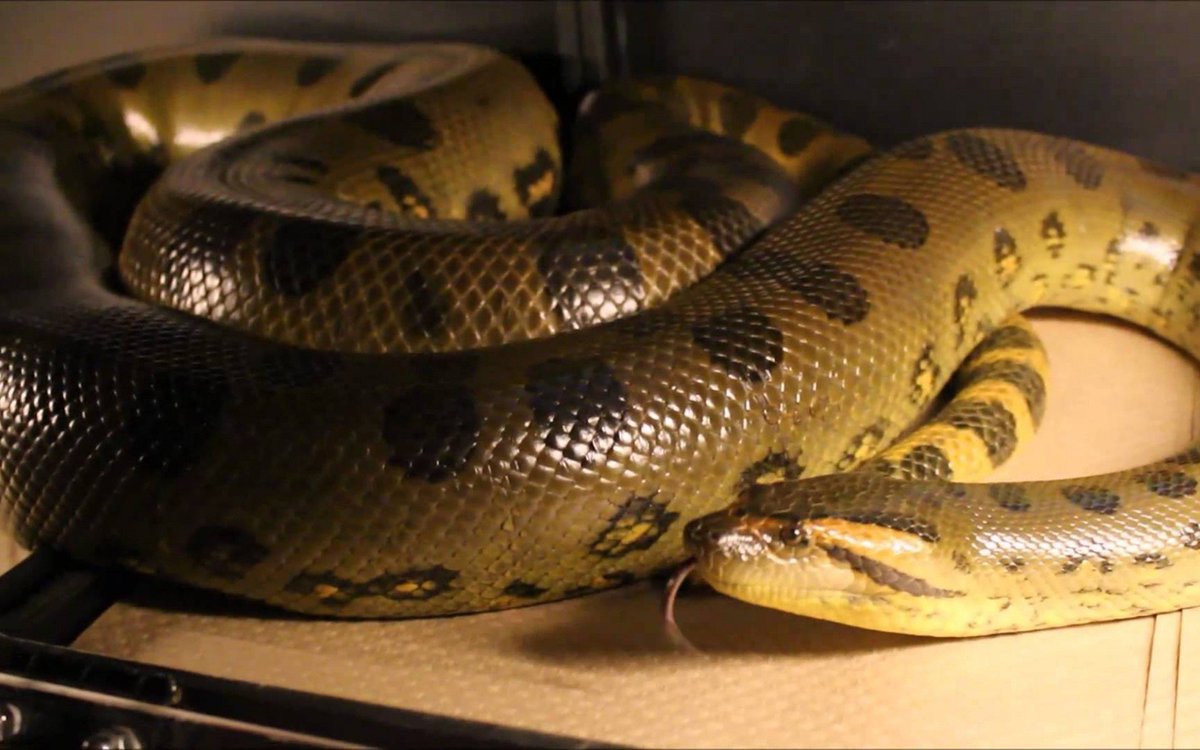 анаконда eunectes beniensis. королевская анаконда змея. коричневая анаконда. питон и анаконда амазонке. анаконда среднеазиатская.