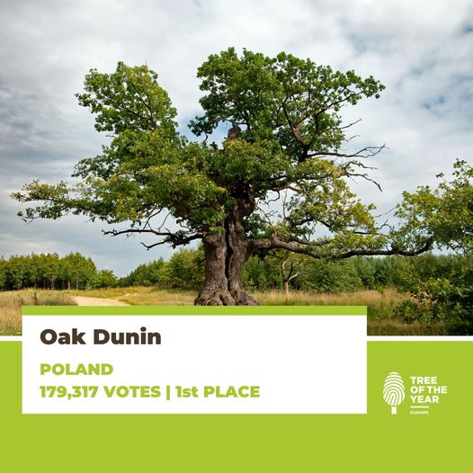 IwonaWZ's tweet photo. Oak #Dunin from Poland - European Tree of the Year 2022! He has seen a lot during his 400 year of life a the #Białowieża Primeval forest...
🇵🇱🌳🏆🇪🇺

https://t.co/SlZYr7JAbK https://t.co/XKxeK3wXjY