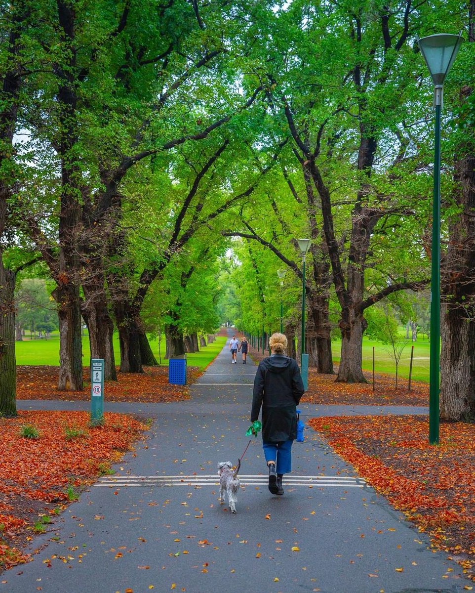 secretmelbs_smn's tweet photo. Walking through the seasons ๐๐
(๐ท by @walking_perspective )
๐#FawknerPark https://t.co/5rbsDCXb8N