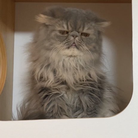 吾輩は猫ニートである。 on X: 吾輩は猫ニートである。 on X:
