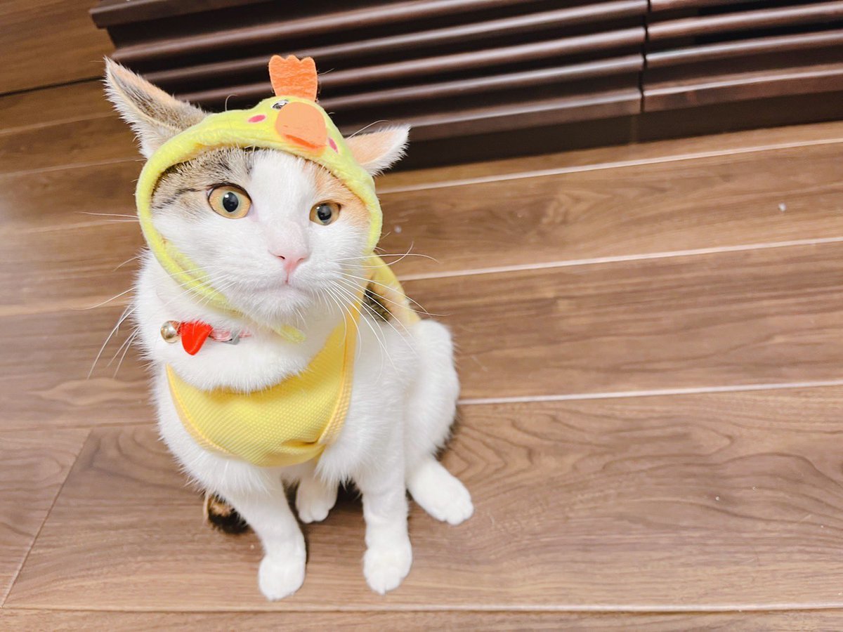 chokin1129's tweet photo. つなちゃんぴよぴよ🐥🐥🐥

#猫好きさんと繋がりたい https://t.co/5HuQ08DOqN