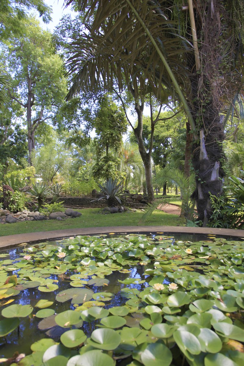 Découvrez la richesse botanique et les secrets de la flore tropicale de La Réunion dans les jardins des cases créoles, dans les parcs et jardins publics.

#reuniontourisme #ileintense #lareunion #gotoreunion