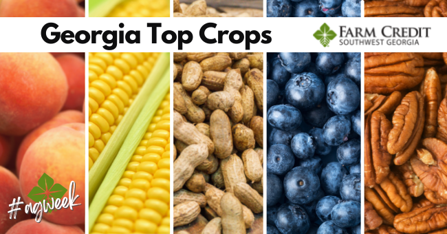 SWGAFarmCredit's tweet photo. Did you know that Georgia is perennially the number one state in the nation in the production of peanuts, pecans, and blueberries? We are also at or near the top when it comes to cotton, peaches, and sweet corn!
#SWGAFarmCredit #AgWeek #GeorgiaFarmers #HelpingAgGrow https://t.co/JIA7wKFnGB
