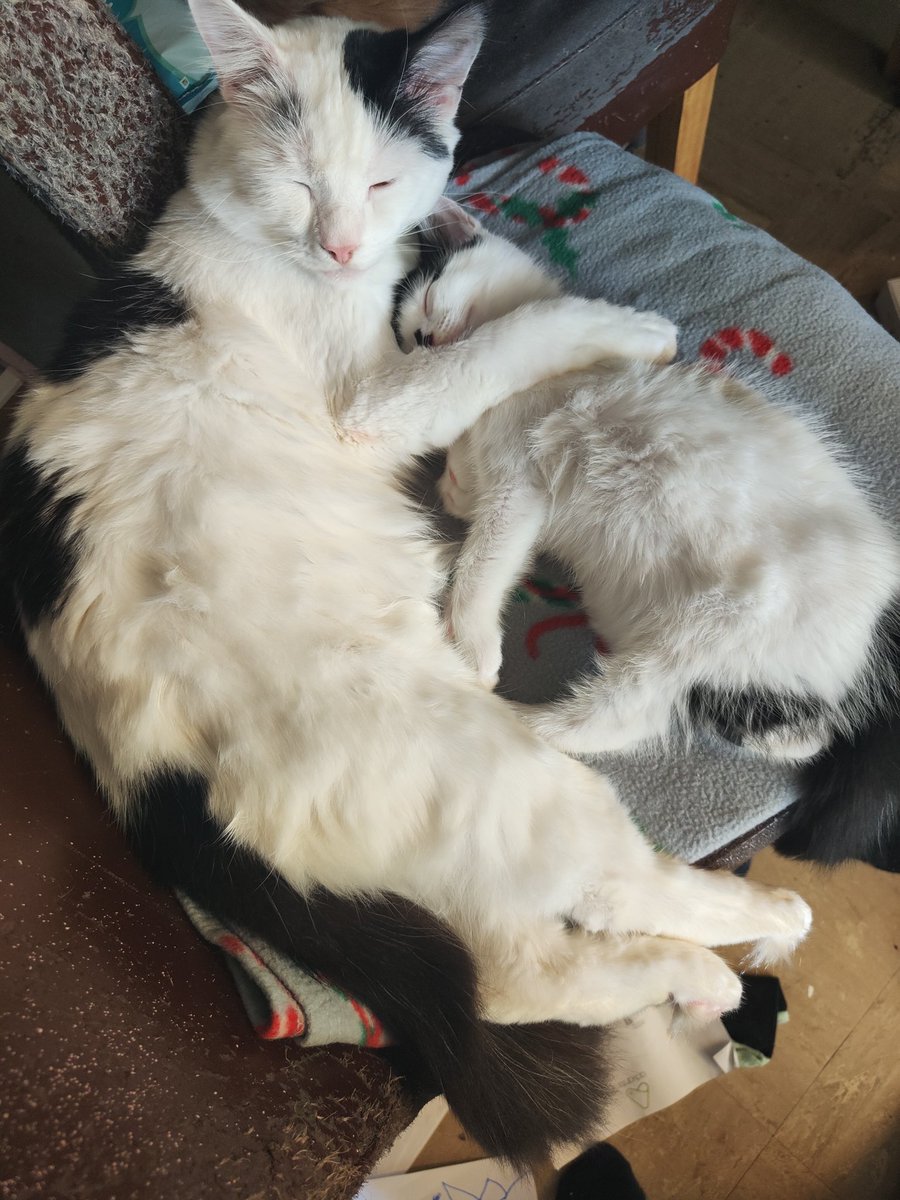 kellyblue28's tweet photo. @thekittenwinksy Daddy daughter snuggles 🥰 https://t.co/fEiqu7hpWq