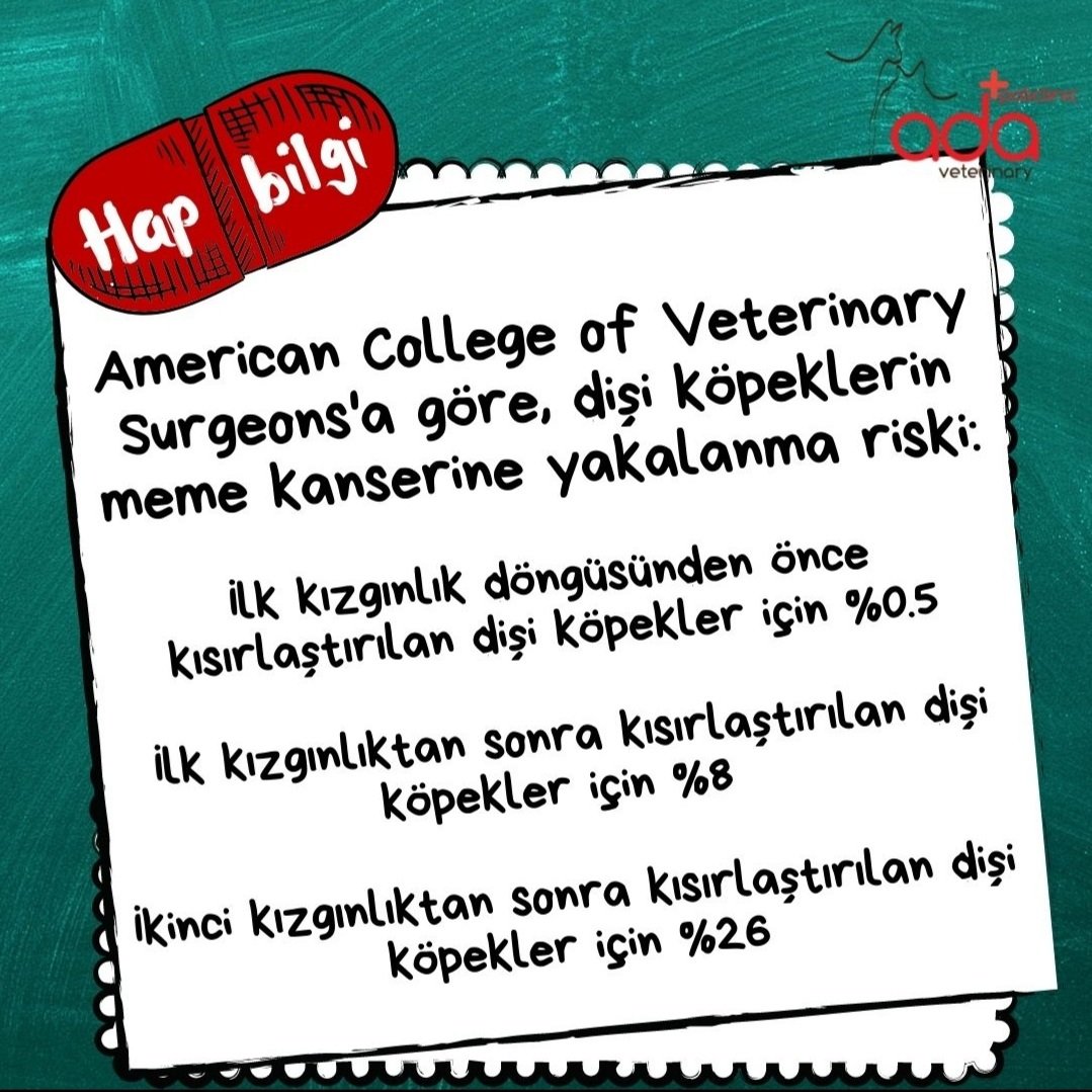 Dişi köpeklerde risk, kadınlara göre daha fazla!
#veterineronkoloji #memekanseri
