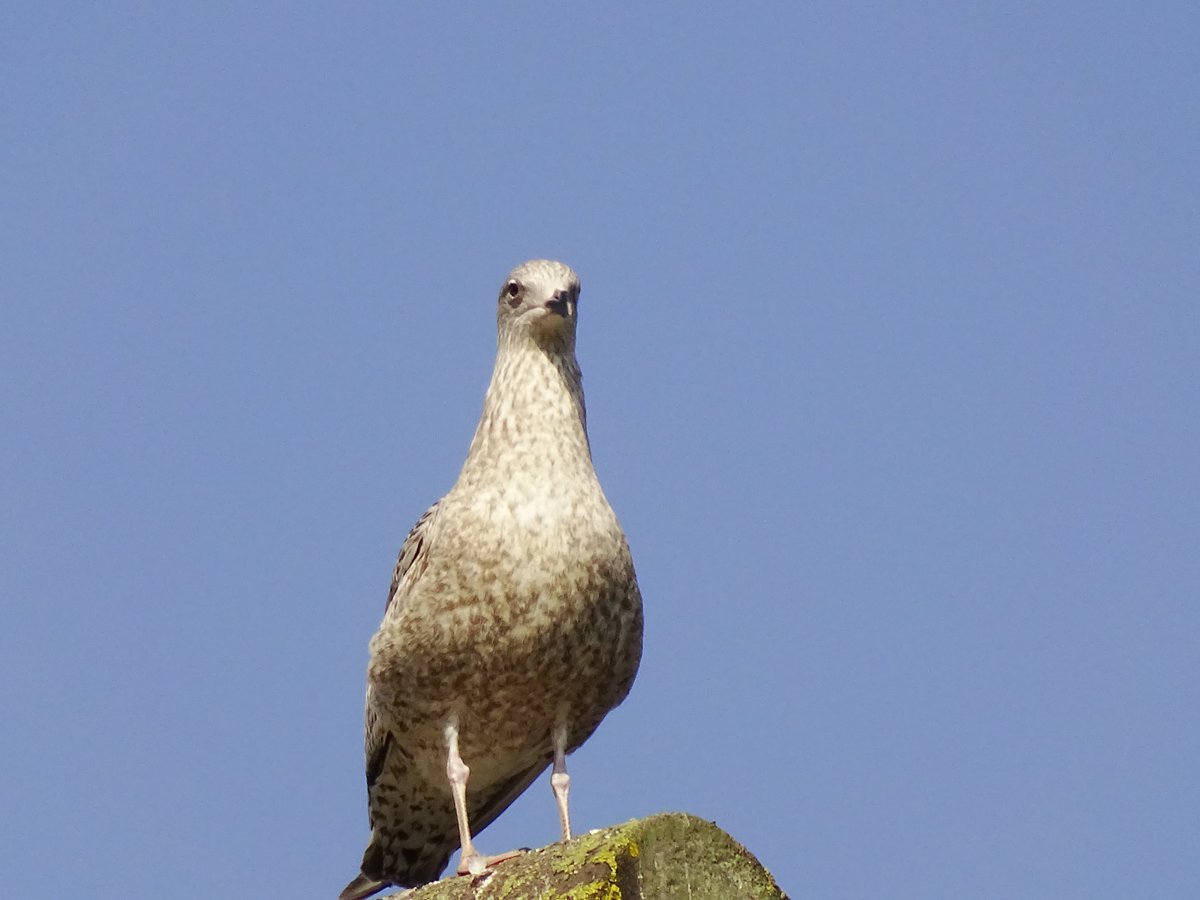 Commijs Commijs🇺🇦 tweet media