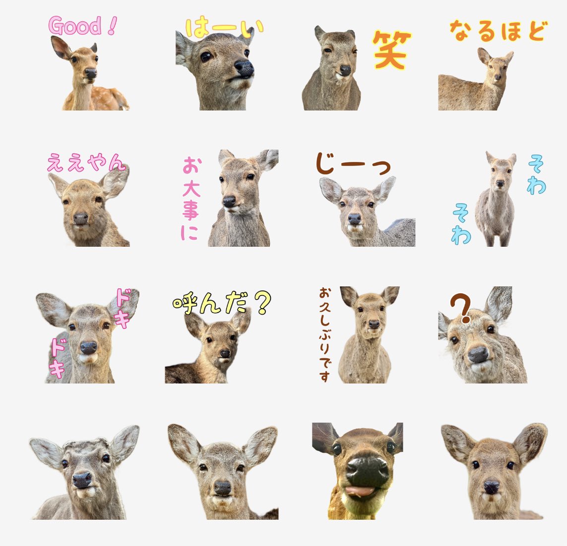 鹿達の日常　【nara deer channel】 tweet media