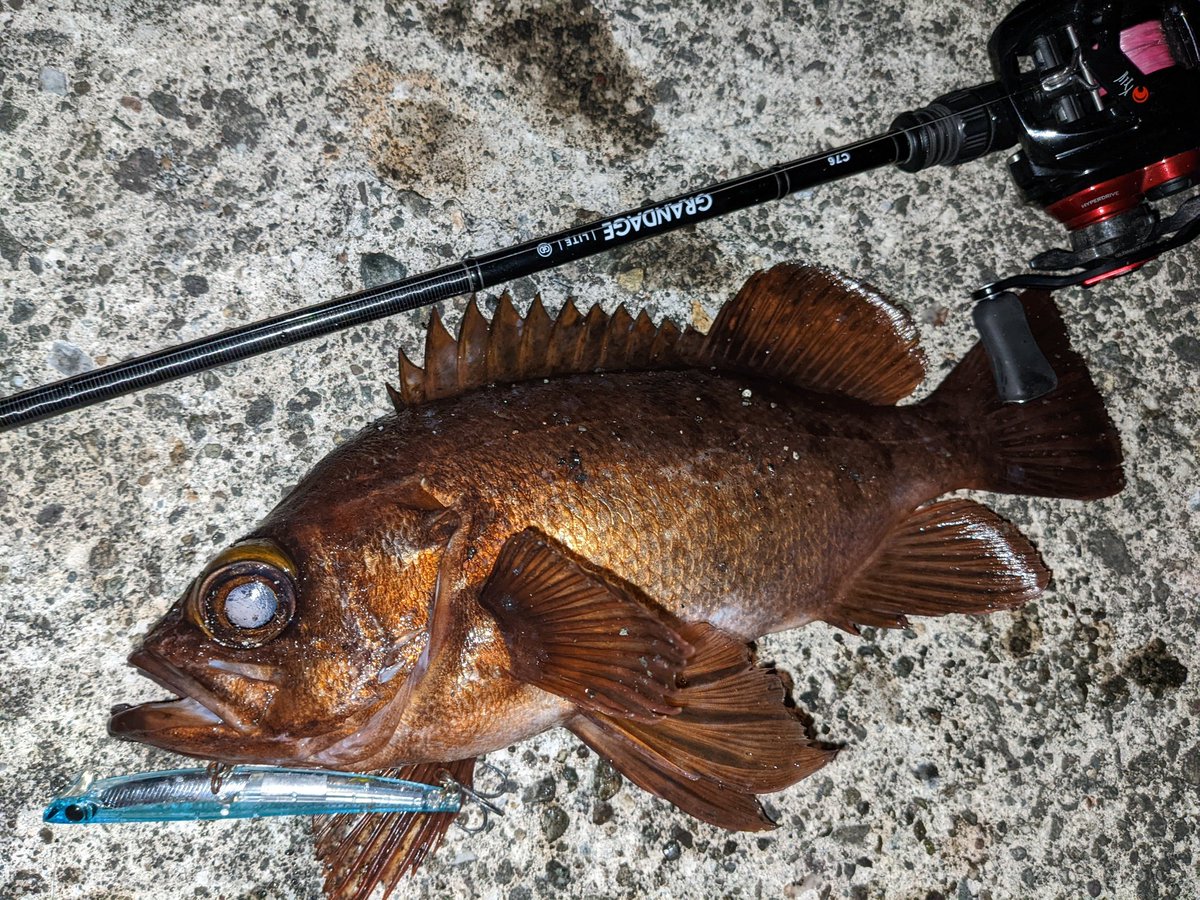 norifuminagash1's tweet photo. 営業終わりの日没時に駆け込み、一瞬の時合で3バイト2ヒット1キャッチ。メジャーを忘れて最後の営業先にも舞い戻り、店内で測る業界人(笑)
30.5で認定頂きましたが、ドボンしたのも恐らく尺サイズ(泣)
#メバル #尺メバル
#APIA #HYDROUPPERSLIM100S
#GRANDAGE #LITEC76
#月下美人AIRTW
#小田原 https://t.co/LgOrbEJh0K