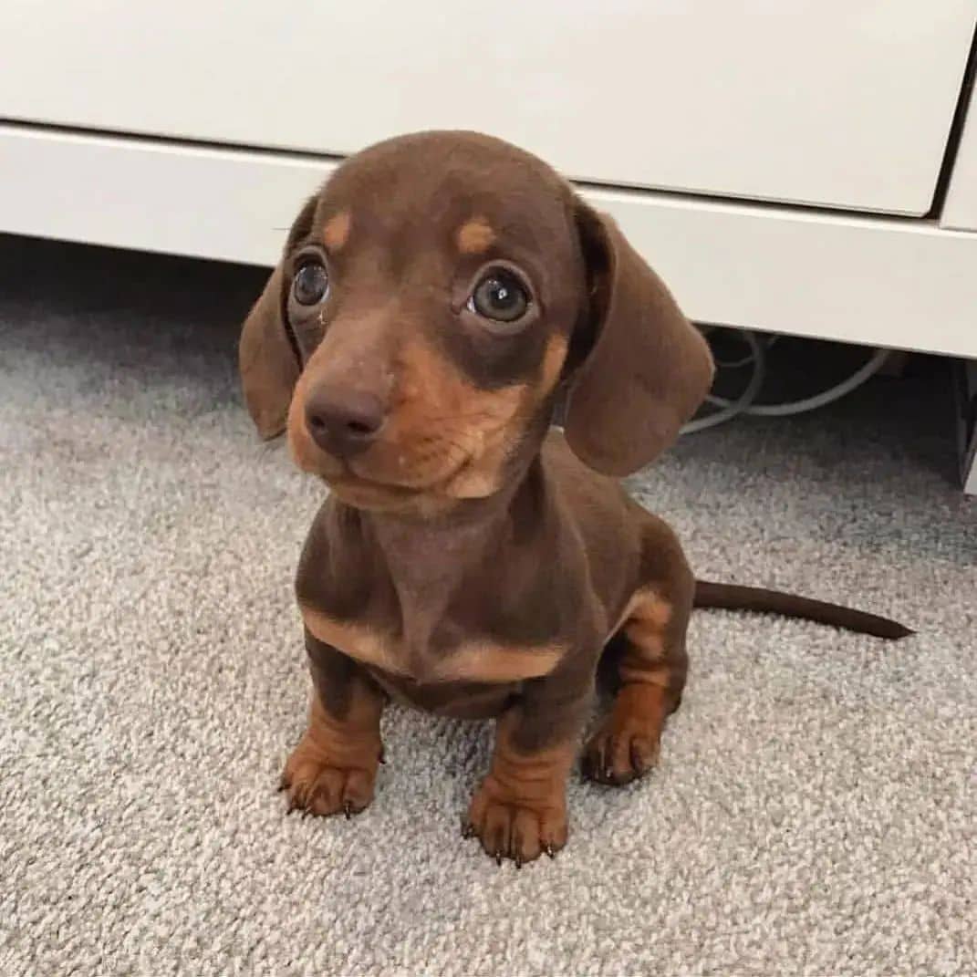 Cute or not?
#Dachshund #Dachshunds