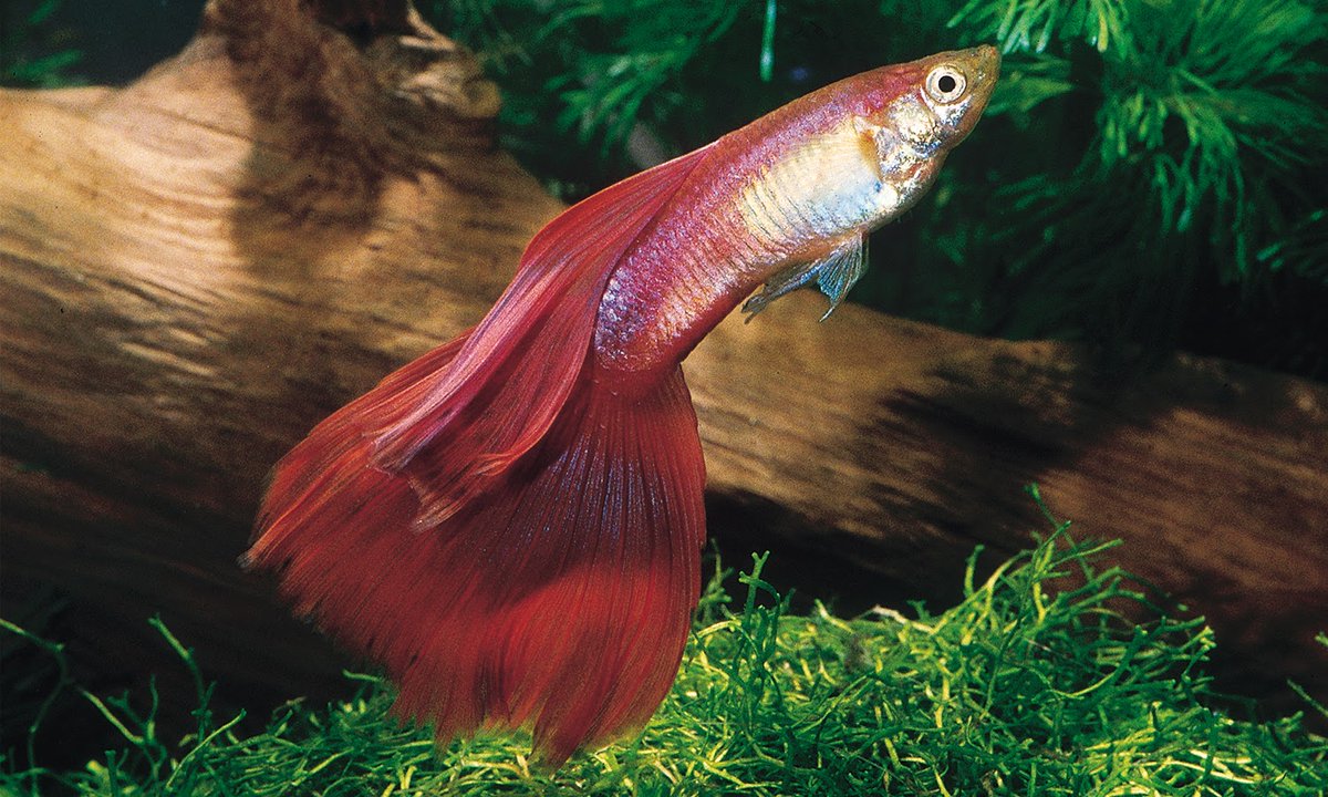 fishvets's tweet image. Happy Fun Fish Fact Friday! 🐠
Click the link below to learn more about this gorgeous Red Delta Guppy (Poecilia reticulata)! 
See full Instagram post @ instagram.com/p/CbhnD6GrniI/…
Happy Friday!😁🐟💙💛

📸: FTFFA
#fishvet #aafv #funfishfacts #aquaticvet