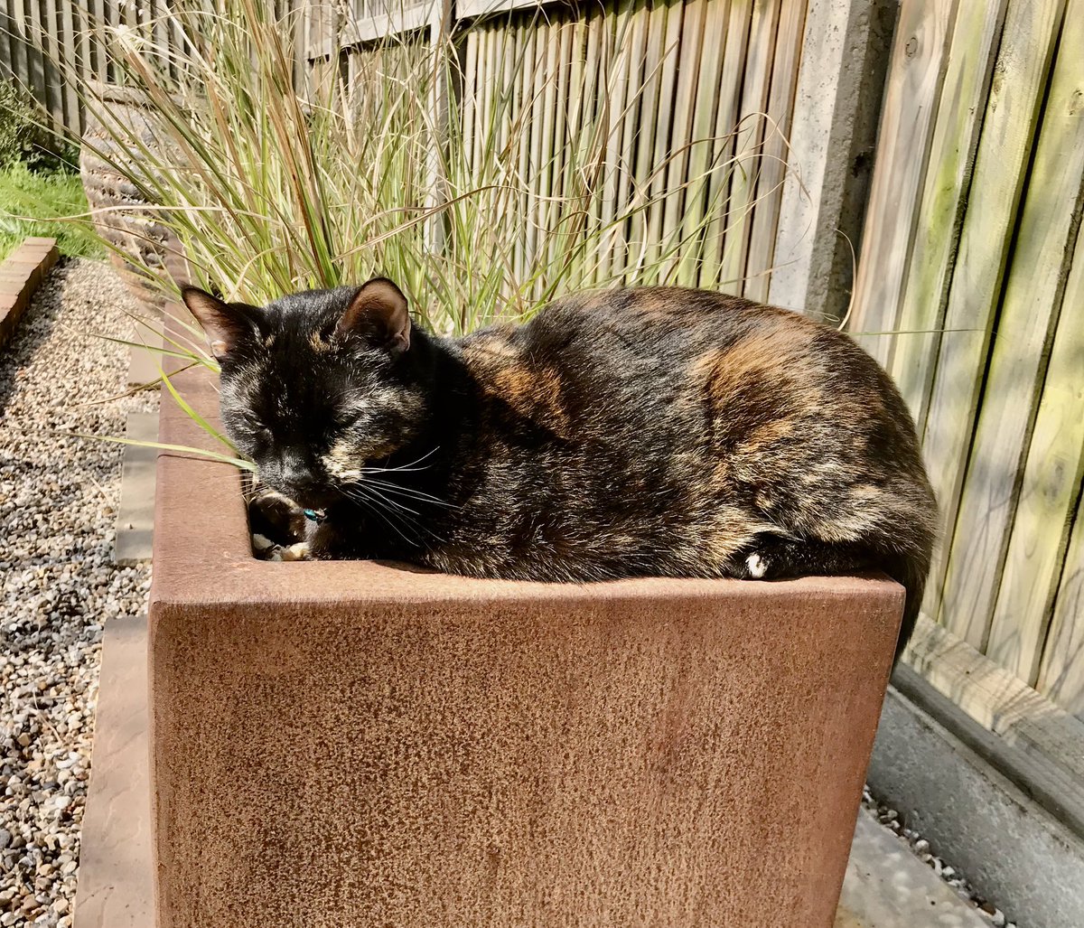 I am a big fan of steel planters #CatsOfTwitter they are lovely &amp; warm in the ☀️ like a little oven 😽🐈‍⬛💕🐾